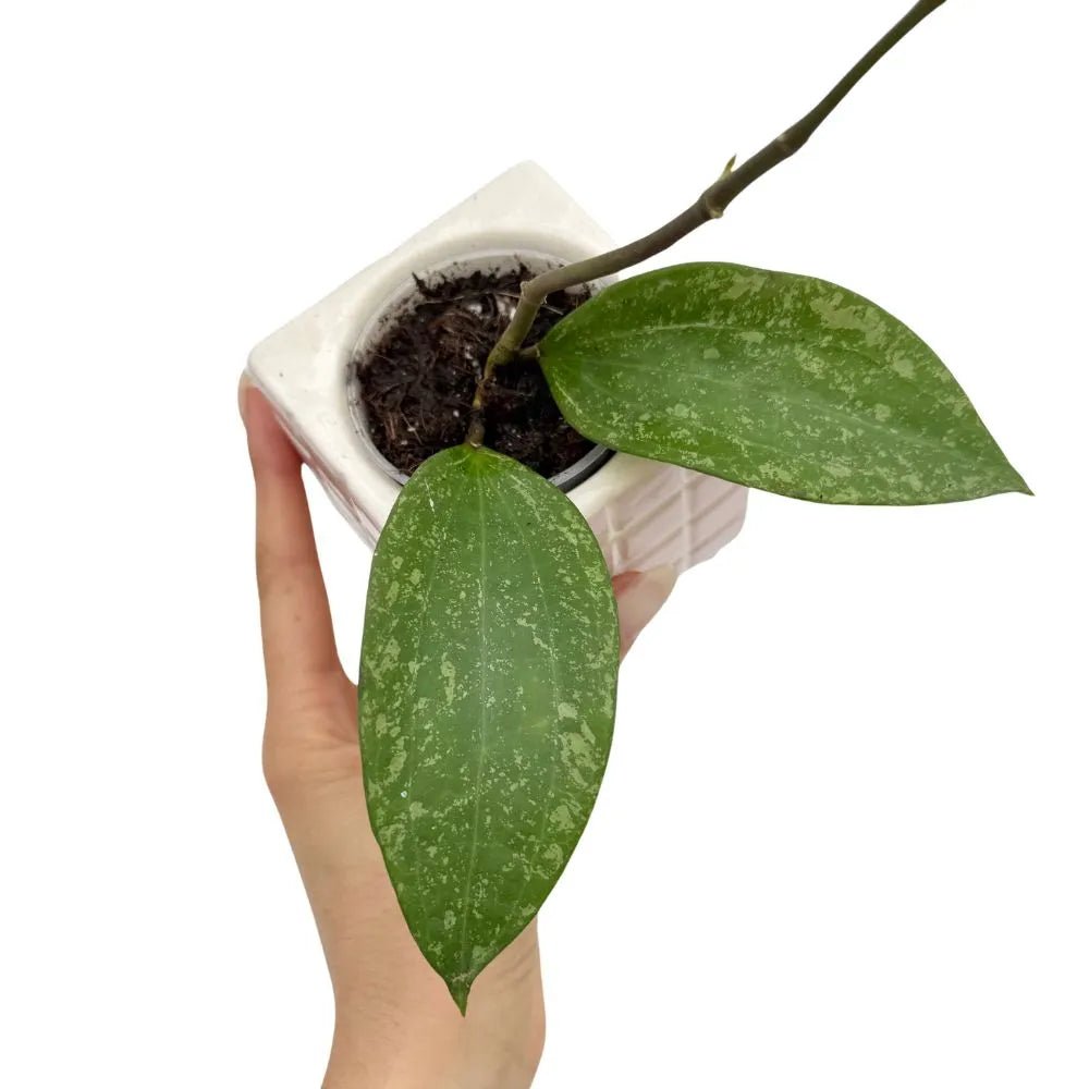 hoya sp Loei - plantandstories