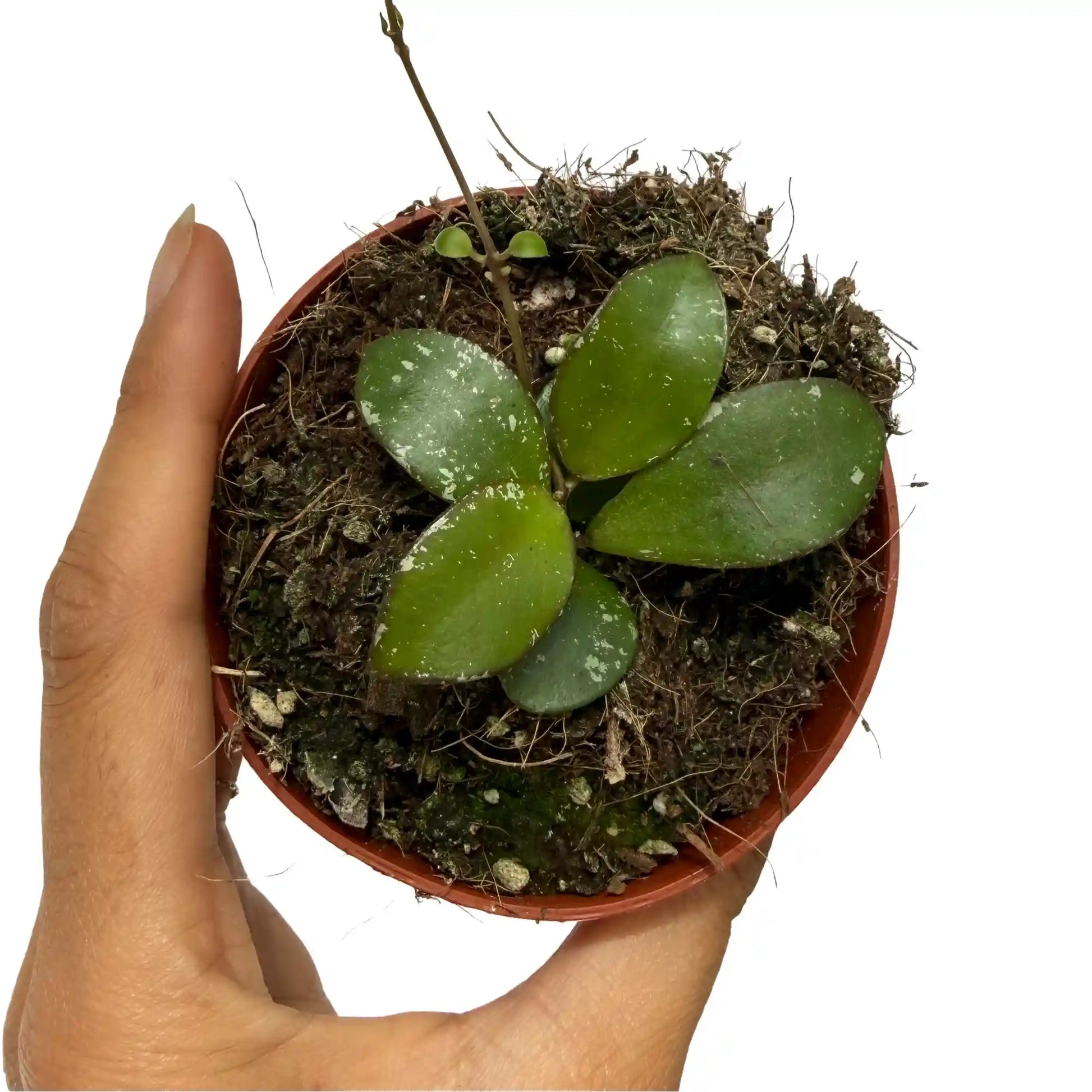 Hoya Sp Kalimantan Mini Coin