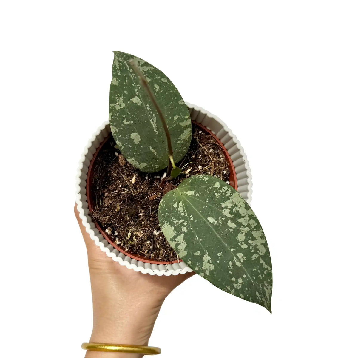 Hoya Sp Padang Sidempuan