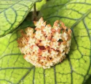 Hoya sp Sabah EPC-961