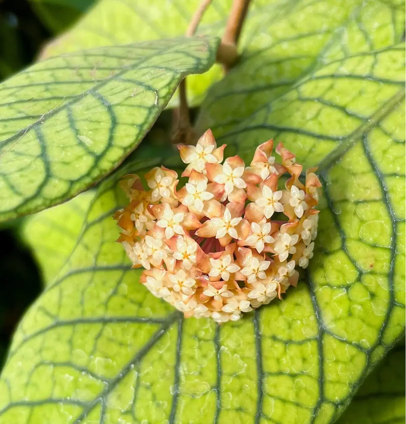 Hoya sp Sabah EPC-961