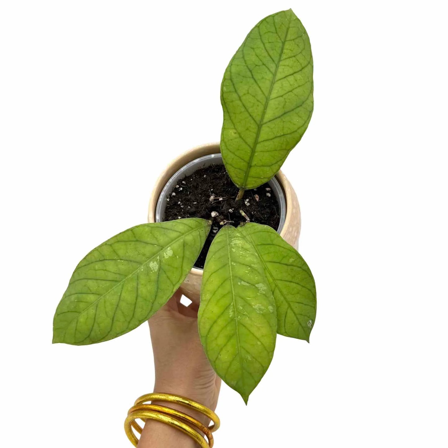 Hoya sp Sabah EPC-961