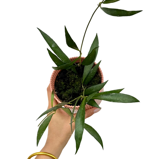 Hoya sp. Sumatra