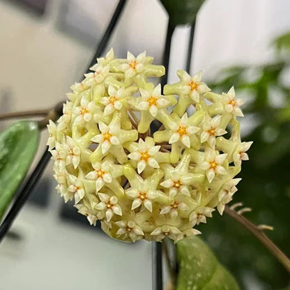 Gros plan sur une floraison ronde et dense de la Hoya sp. Vietnam, parée de petites fleurs étoilées blanc crème