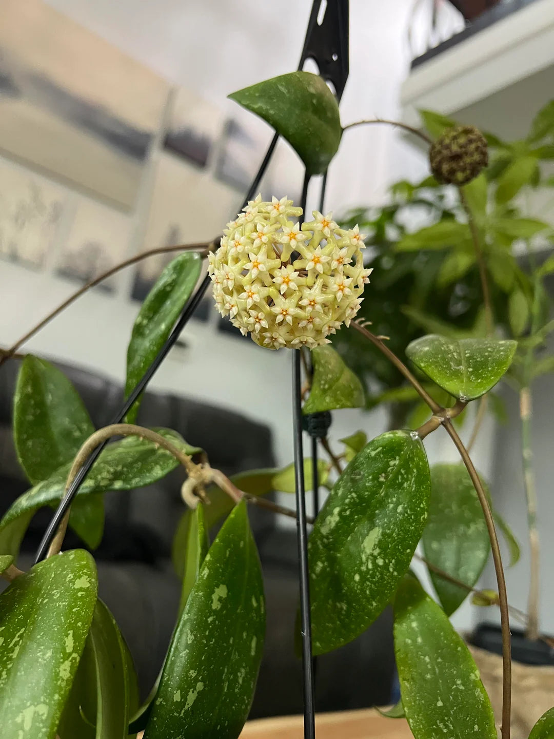 Un gros plan sur les fleurs et le feuillage vert tacheté du Hoya sp. Vietnam, suspendu dans un pot