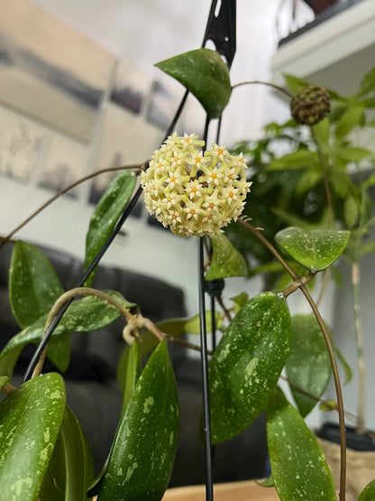Un gros plan sur les fleurs et le feuillage vert tacheté du Hoya sp. Vietnam, suspendu dans un pot