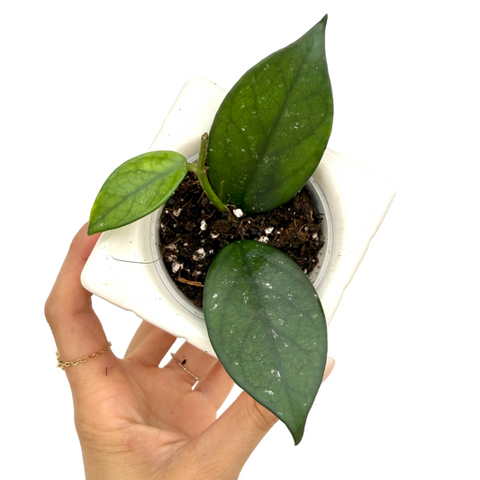 Hoya sp. Vietnam