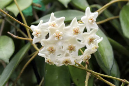 Grappe de fleurs blanches étoilées de l'Hoya Stoneana avec de petites feuilles vertes en arrière-plan
