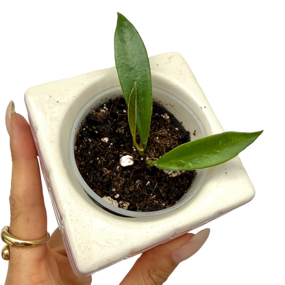Hoya Stoneana IPPS00132 avec deux feuilles vertes et une pousse rouge dans un pot de culture transparent posé dans un cache-pot blanc