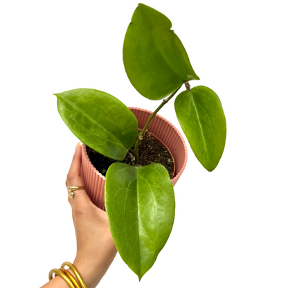 Jeune Hoya Surigaoensis avec de grandes feuilles vertes brillantes, présentée dans un pot cannelé rose tendre