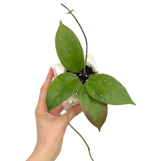 hoya tequila sunrise