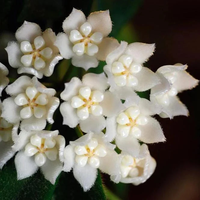 Gros plan sur un bouquet de fleurs blanches délicates Hoya Thomsonii avec des pétales duveteux et un centre crème