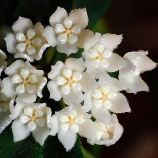 Gros plan sur un bouquet de fleurs blanches délicates Hoya Thomsonii avec des pétales duveteux et un centre crème