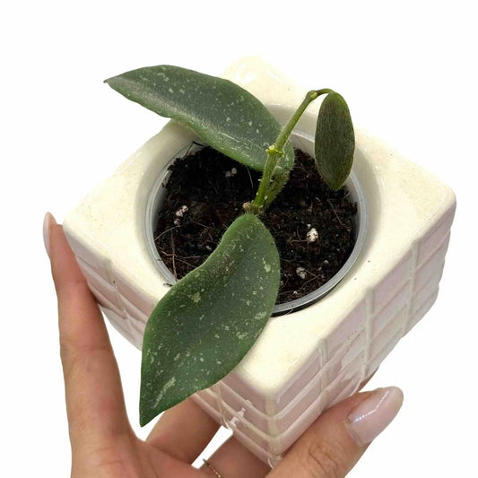 Hoya Thomsonii