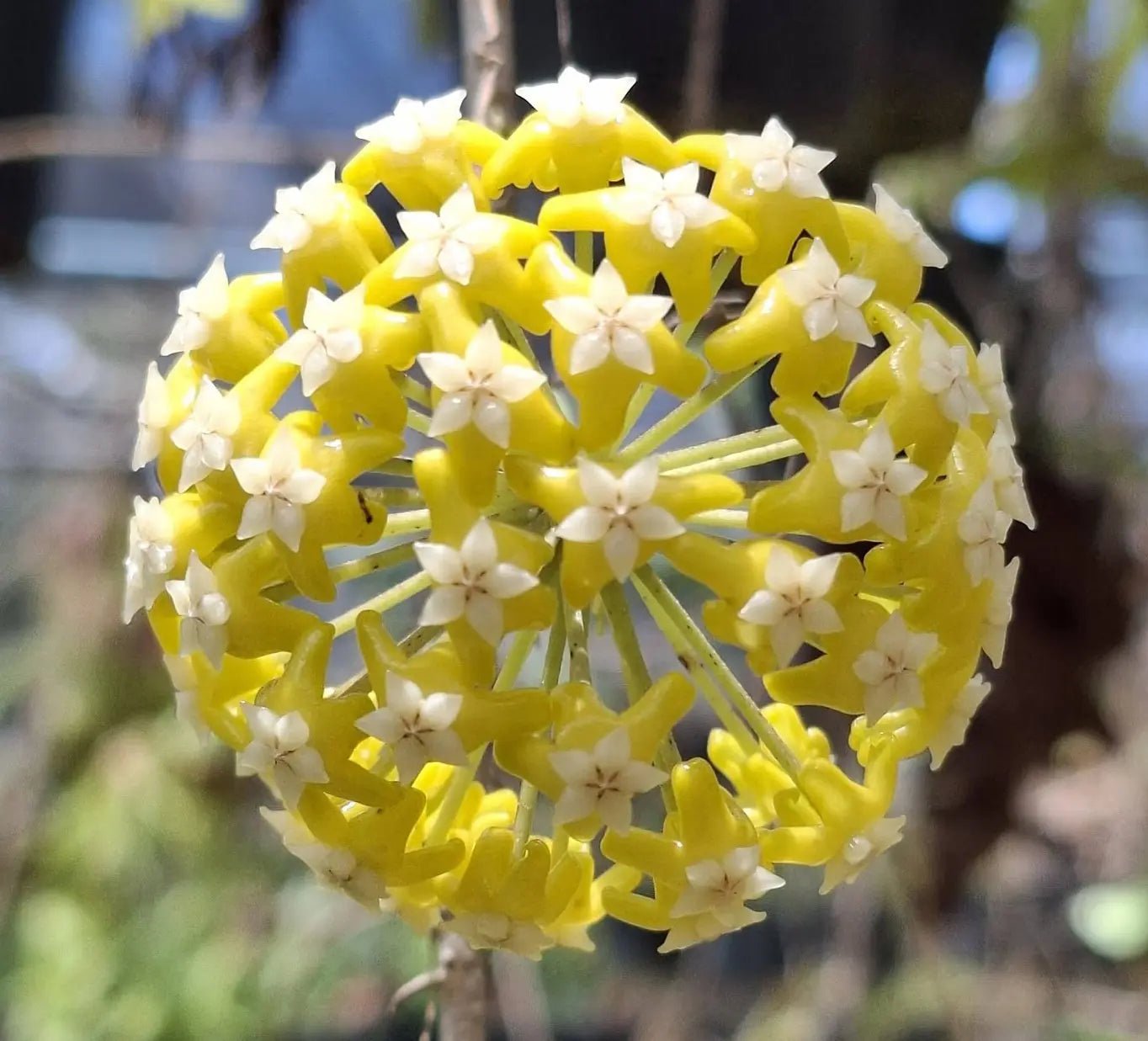 Fleur sphérique Hoya 'Timor' aux petites fleurs jaunes étoilées avec un centre blanc lumineux