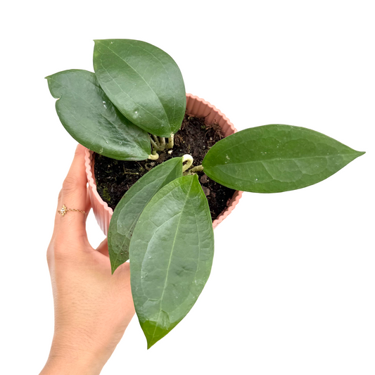 Hoya 'Timor'