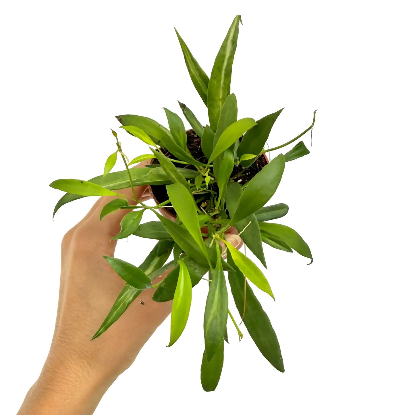 Hoya Tsangii