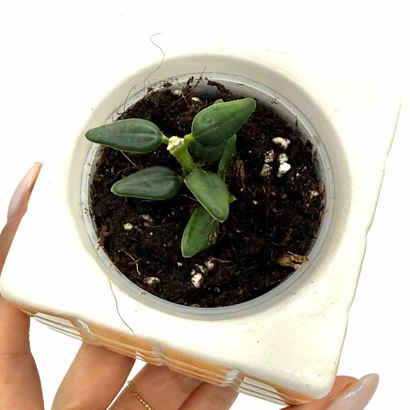 Hoya Vaccinoides