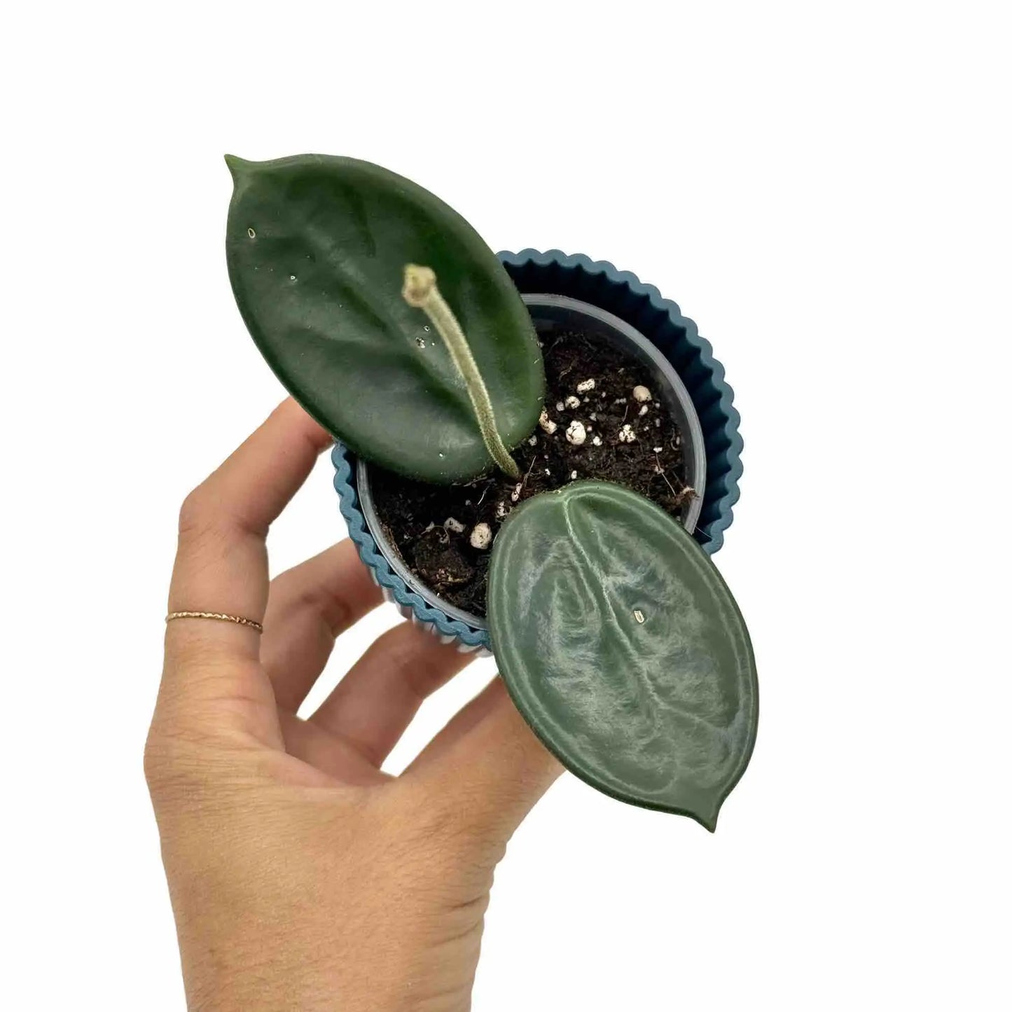 hoya vangviengiensis - plantandstories