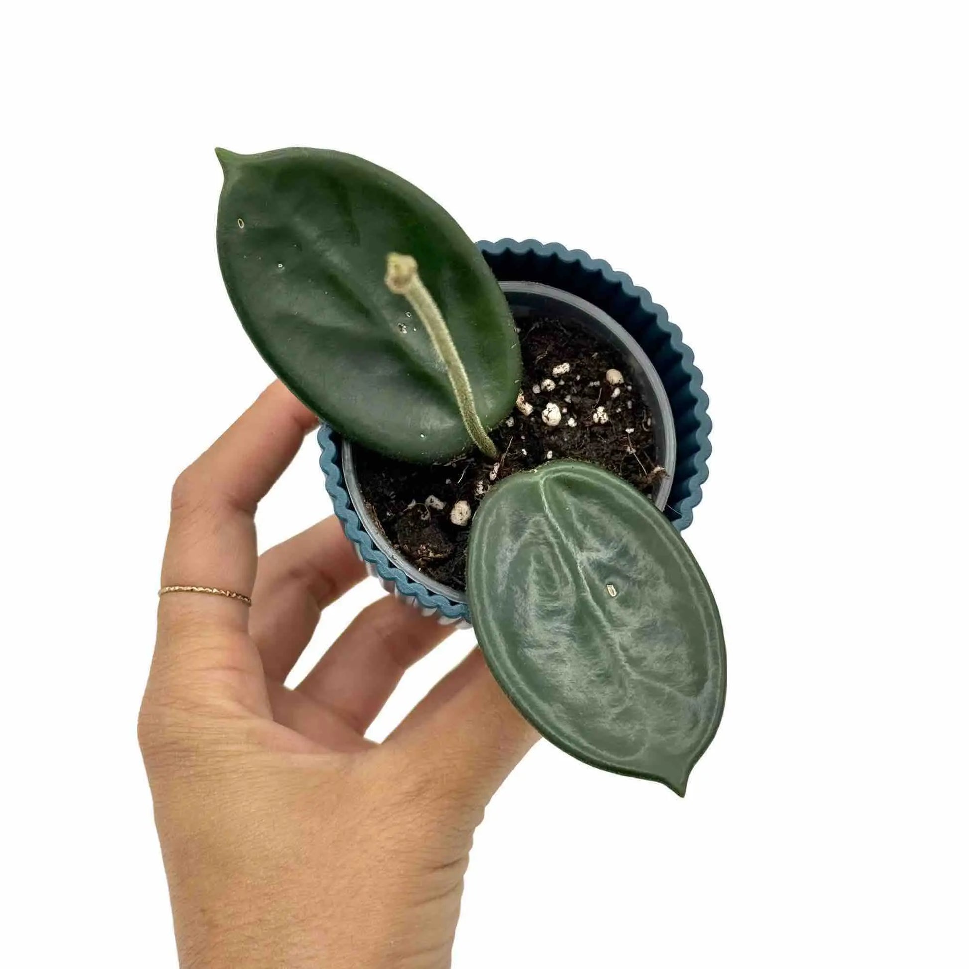 hoya vangviengiensis - plantandstories