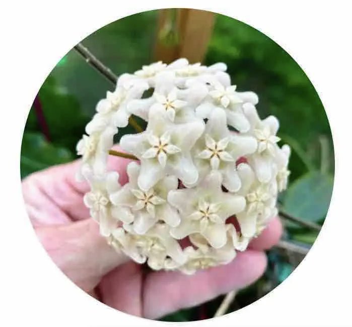 hoya vangviengiensis - plantandstories