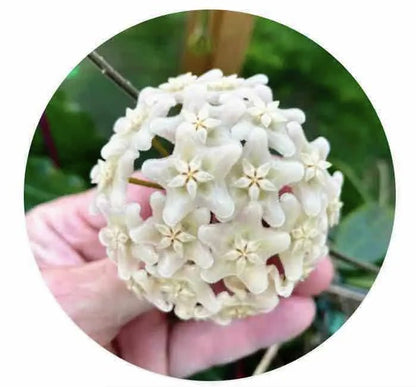 hoya vangviengiensis - plantandstories