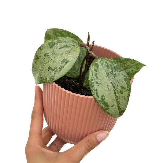 Hoya Verticillata Nganjuk
