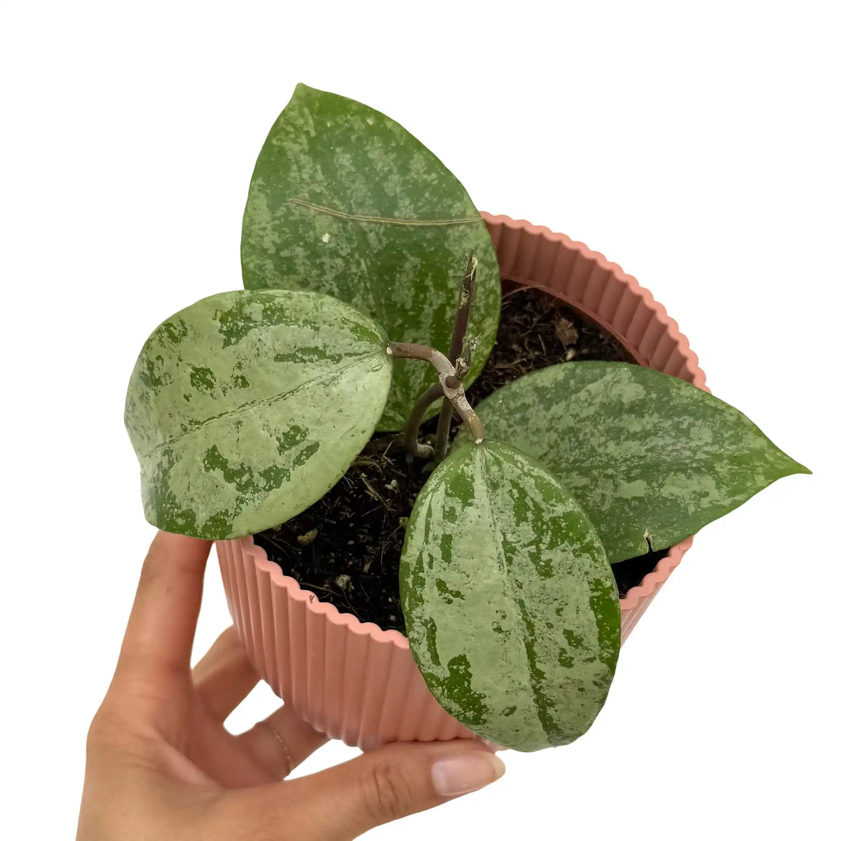 Une Hoya Verticillata Nganjuk avec de larges feuilles vert pâle marbrées de vert foncé dans un pot côtelé rose