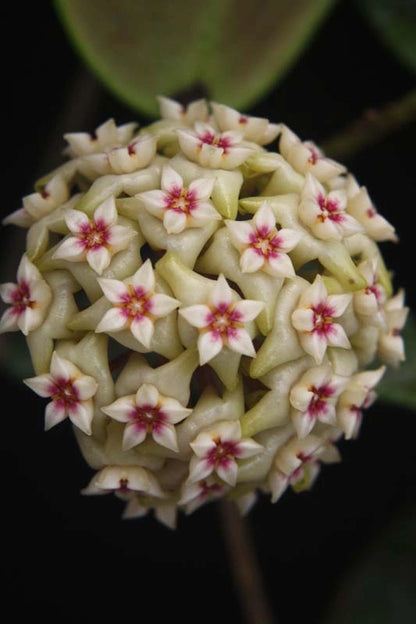 Hoya Verticillata Wibergiae