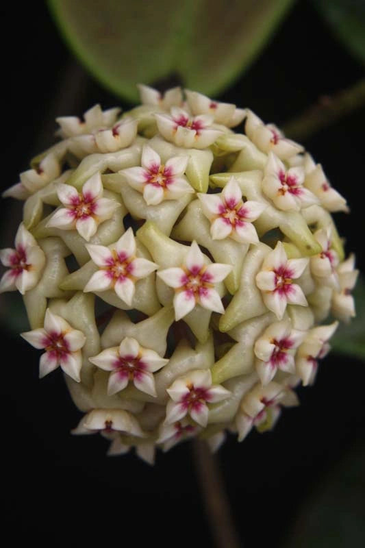 Hoya Verticillata Wibergiae