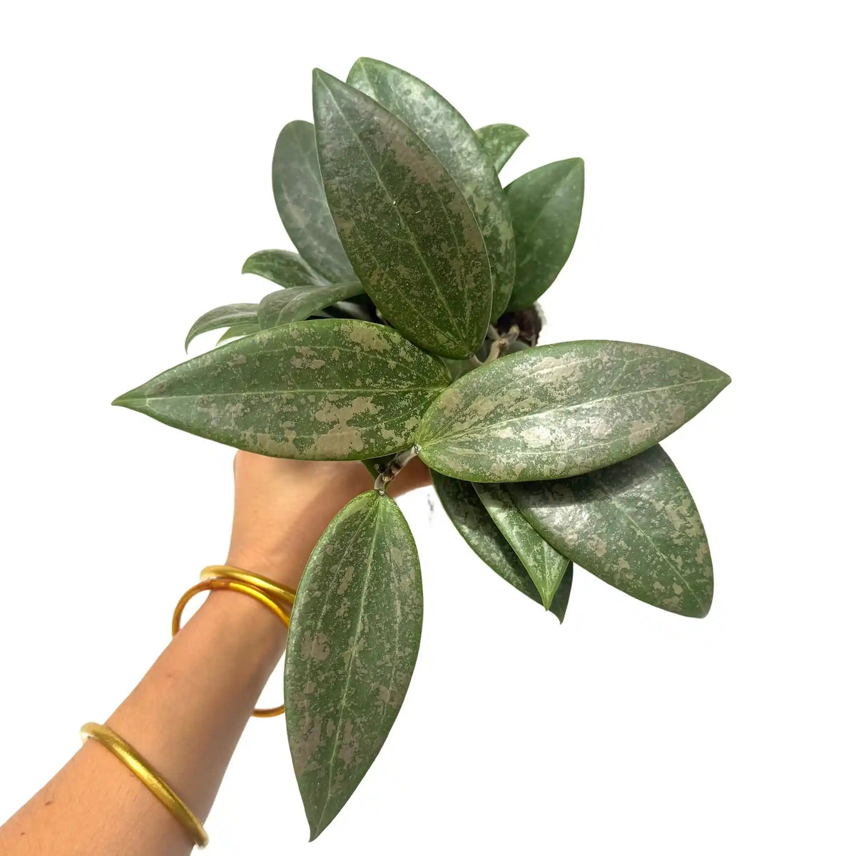 Hoya Verticillata Wibergiae