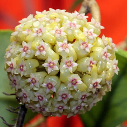 Hoya Water Drop Irina
