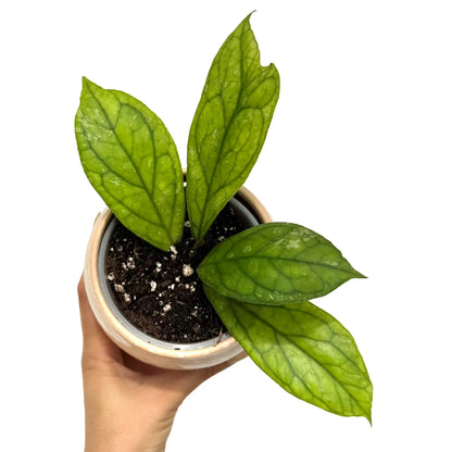 Une Hoya Water Drop Irina avec son feuillage vert texturé, plantée dans un pot de couleur rose pâle