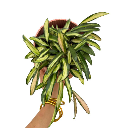 Hoya Wayetii variegata
