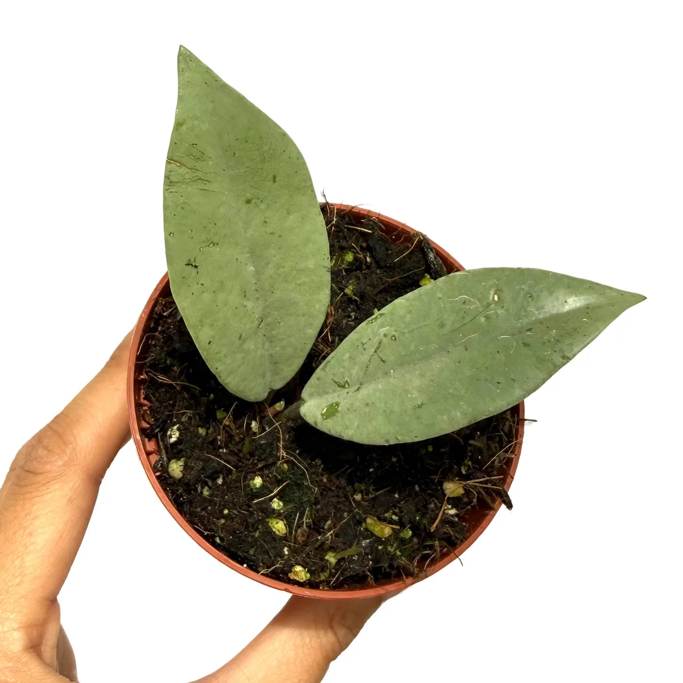 Hoya Carnosa Wilbur Graves Silver