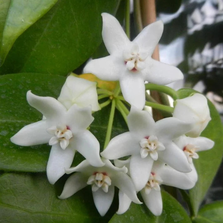 Gros plan sur les ravissantes fleurs étoilées blanc pur de la plante Hoya Albiflora, avec un cœur rosé et crème