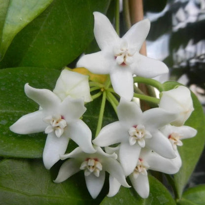 Gros plan sur les ravissantes fleurs étoilées blanc pur de la plante Hoya Albiflora, avec un cœur rosé et crème