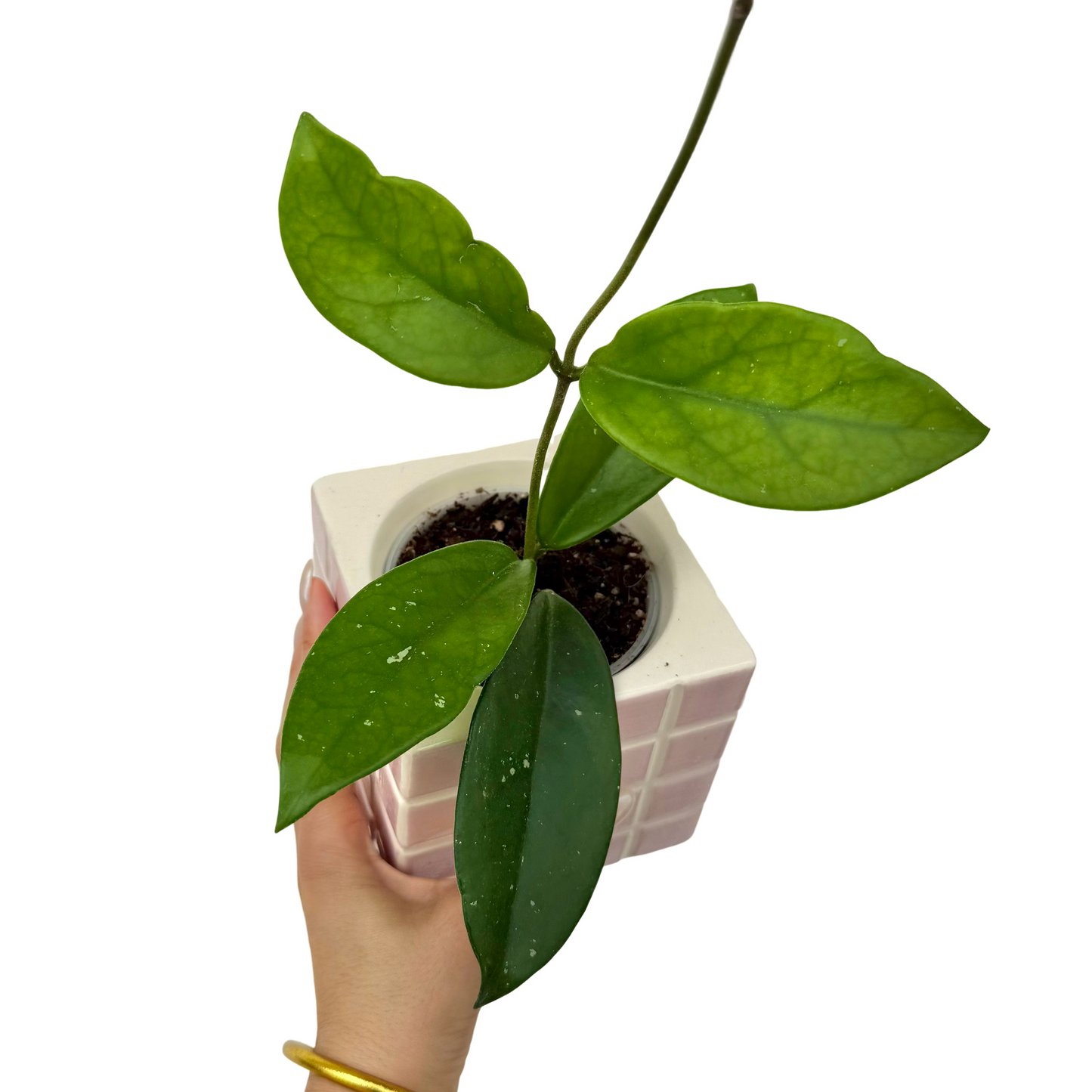 Hoya Carnosa 'Dee's Big One'