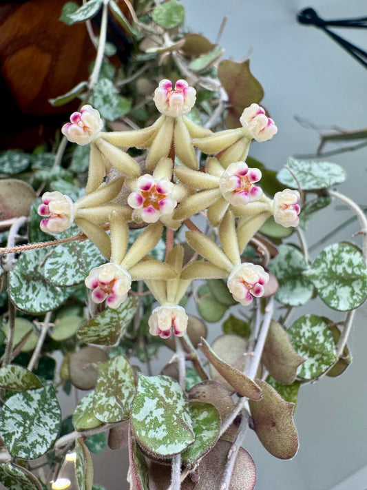 Gros plan sur une floraison en étoile de Hoya Curtisii aux pétales blancs et au centre rose, entourée de feuillage