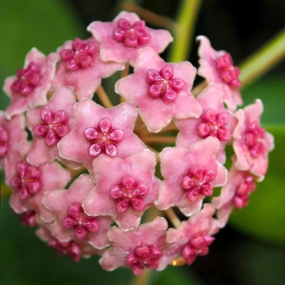 Hoya diversifolia 'Maharani'