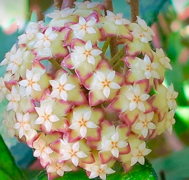 Hoya finlaysonii