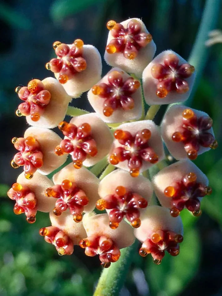 Hoya Kerrii Inner Variegata