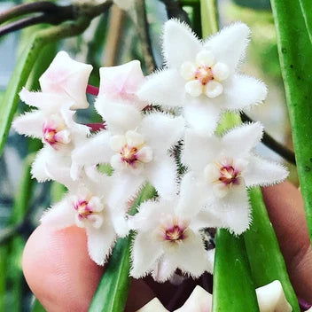 Grappe de fleurs blanches velues avec un coeur rose pâle et de longues feuilles vertes pour un Hoya Longifolia