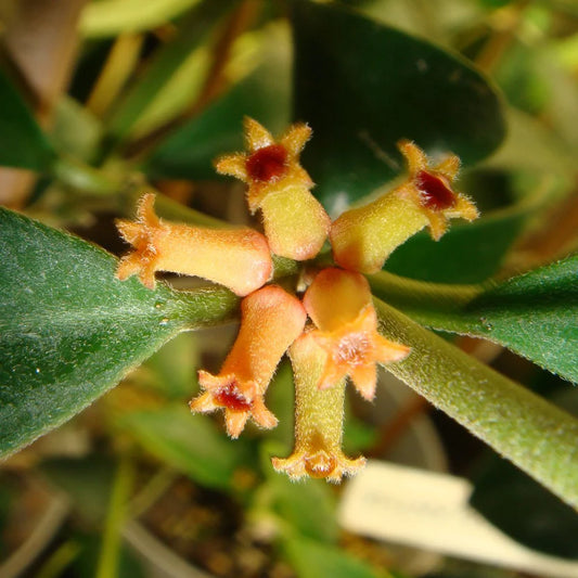 Fleurs velues en forme d'étoile orange au cœur rouge de la plante d'intérieur Hoya Manipurensis