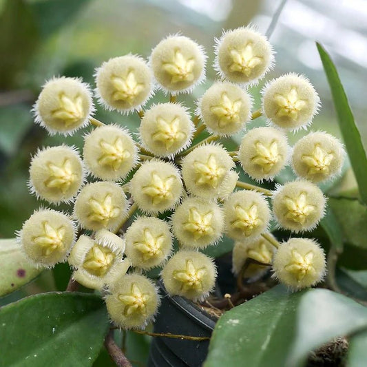 Hoya Mirabilis - plantandstories