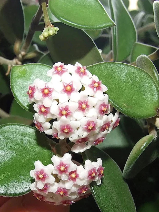 Gros plan sur les petites fleurs blanches de la Hoya Nummularioides au cœur rose fuchsia et feuilles vertes duveteuses