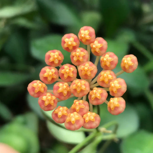Inflorescence aux petites fleurs roses et jaunes en forme d'étoile de la plante grimpante Hoya Panchoi