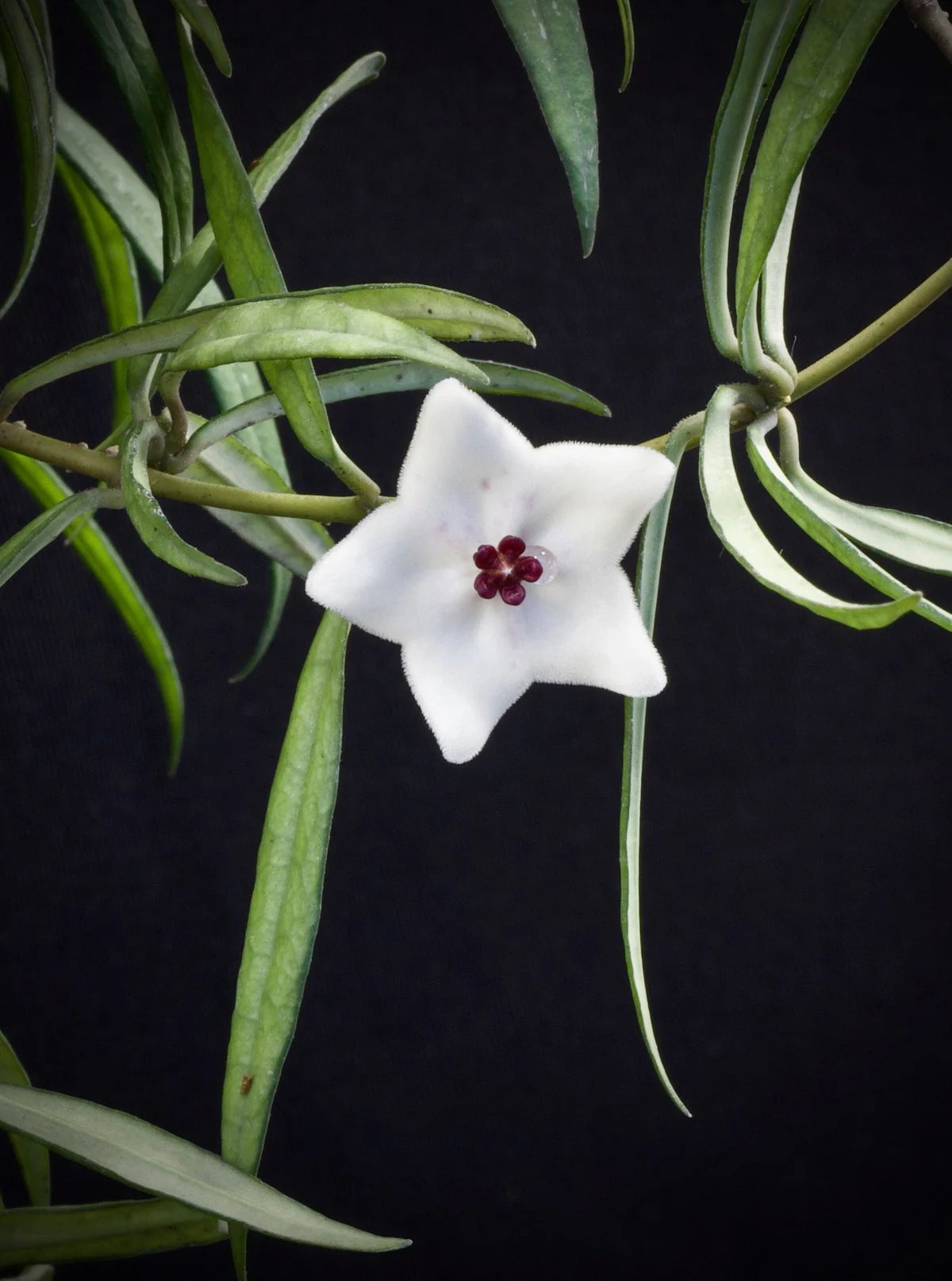 Fleur de Hoya Pauciflora blanche en forme d'étoile avec un cœur pourpre, entourée de longues feuilles vertes