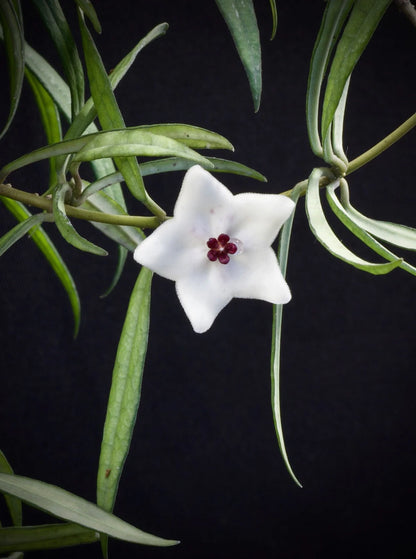 Fleur de Hoya Pauciflora blanche en forme d'étoile avec un cœur pourpre, entourée de longues feuilles vertes