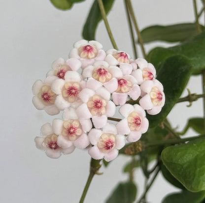 Hoya Rotundiflora